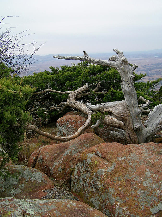 Wichita Mountains Photograph - Twisted View by Gale Cochran-Smith