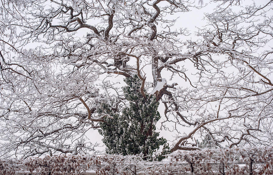 Twisted Winter Tree Photograph by Jenny Rainbow