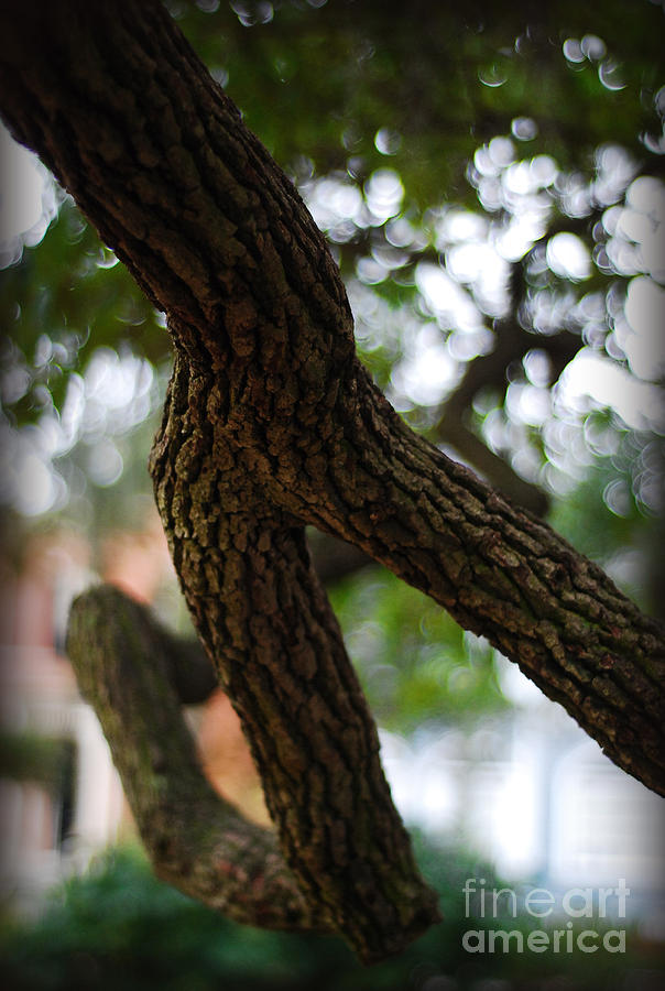 Twisting Branch Photograph