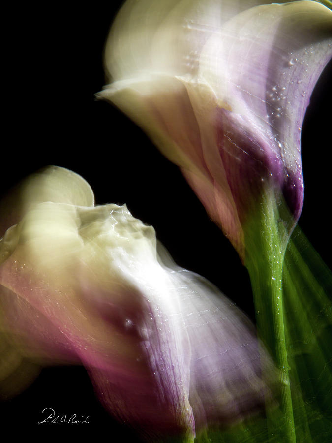 Twisting Cala Lily Two Photograph by Frederic A Reinecke