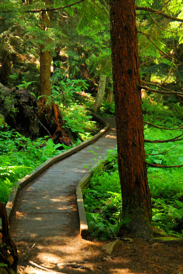 Twisting path through the woods Photograph by Jeff Swan - Fine Art America