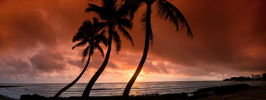 Twisty Palms Sunrise. Photograph by Sean Davey