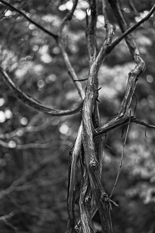 Twisty Vines Photograph by Susan Stone