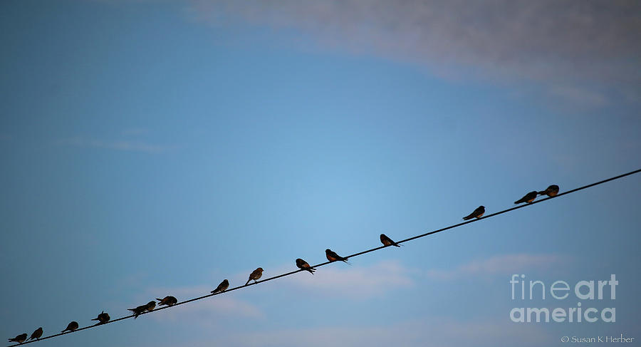 Twitter Line Photograph by Susan Herber