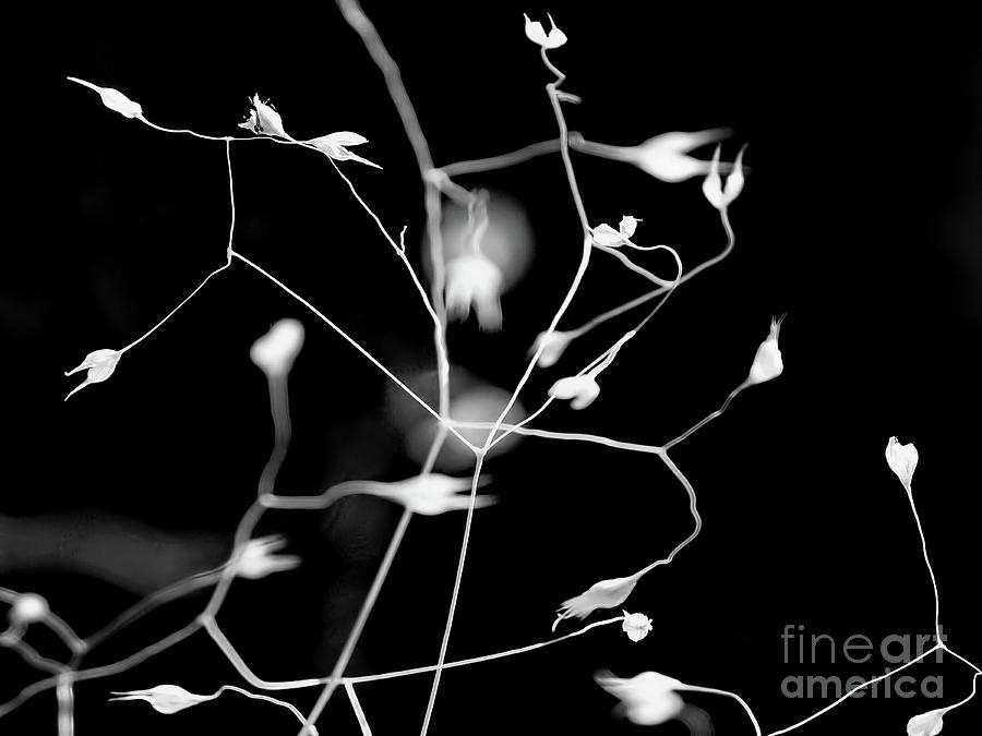 Twittering Seed Pods BW Photograph by Tim Richards