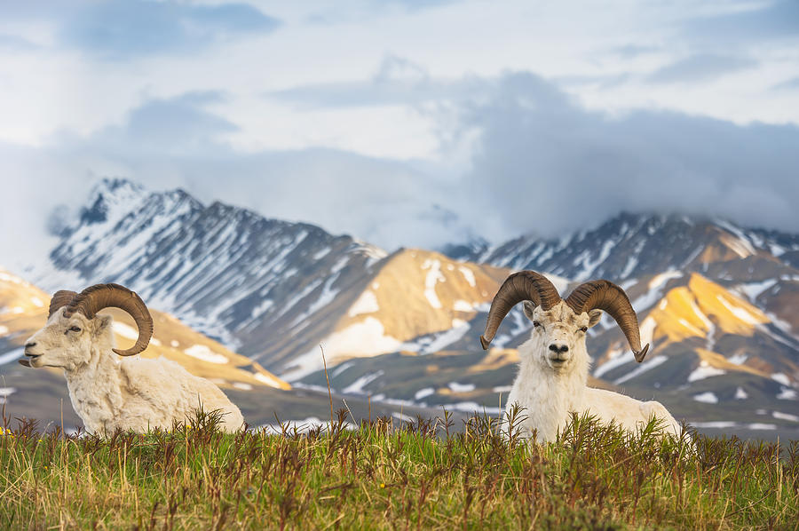 Denali National Park Photograph - Two Adult Dall Sheep Rams Resting by Michael Jones