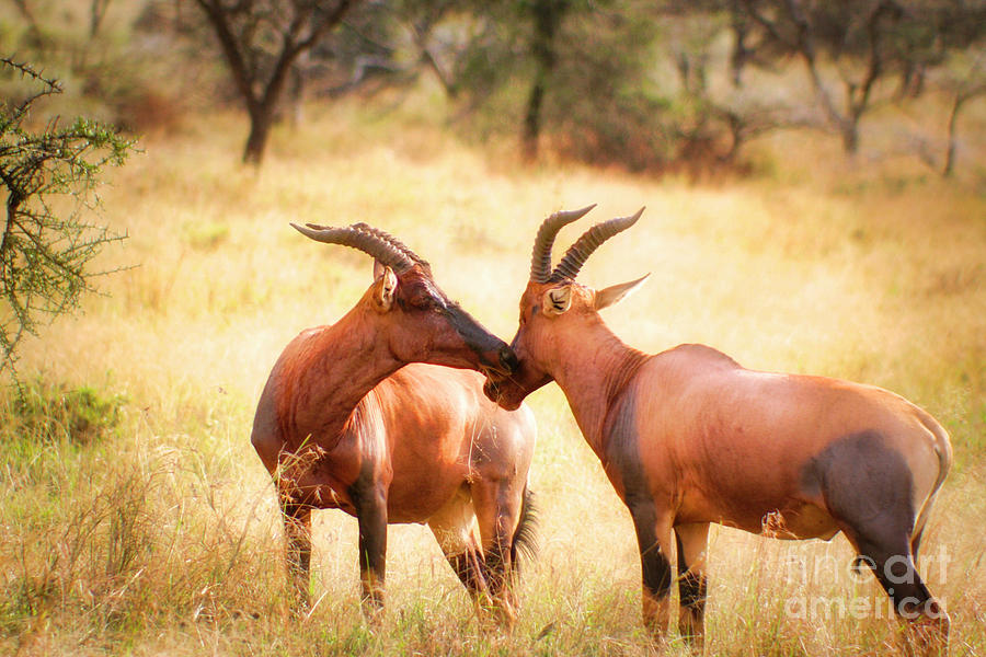 Two Affectionate Topi Antelopes Photograph by Bruce Block