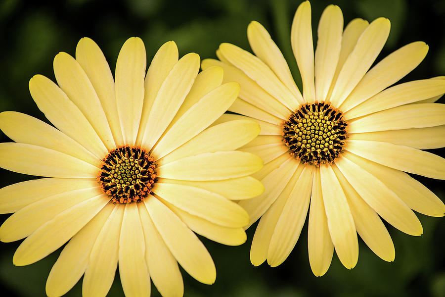 Two African Daisies Photograph by Don Johnson