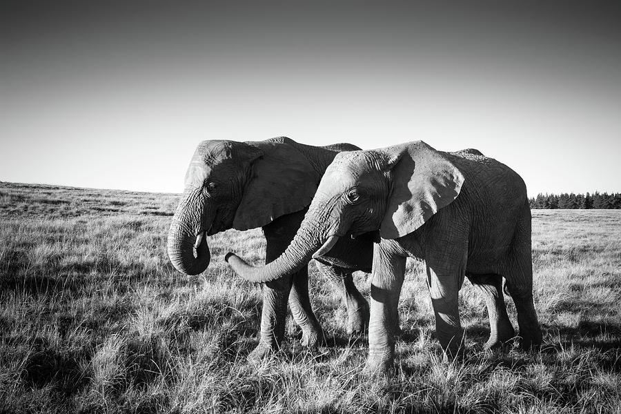 Two African elephant friends walk together Photograph by Bradley Hebdon ...