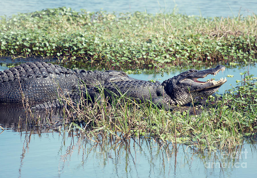Two American Alligators Photograph By Svetlana Foote Pixels