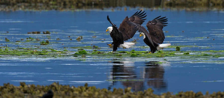 Two American Bald Eagle touching down at low tide Photograph by Gary Langley