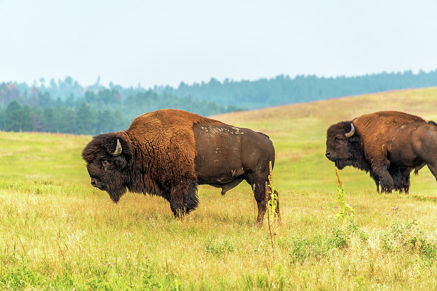 Two American Bison Photograph by Jess Kraft - Fine Art America