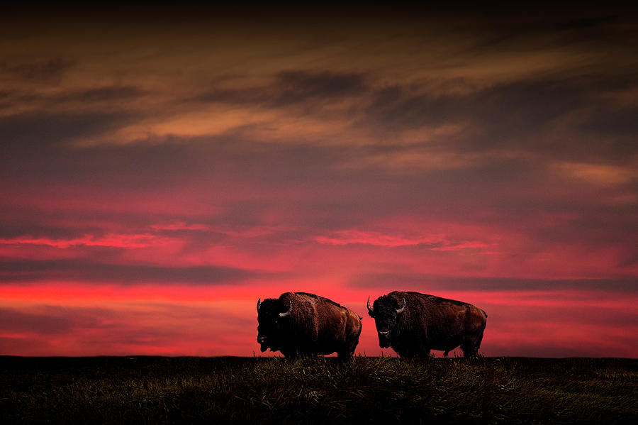Two American Buffalo Bison at Sunset Photograph by Randall Nyhof