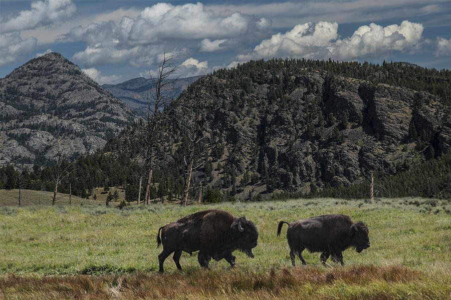 Two American Buffalo Photograph by Randall Nyhof