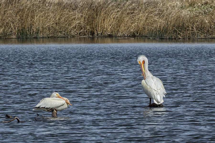 Bird Photograph - Two American White Pelicans by Belinda Greb