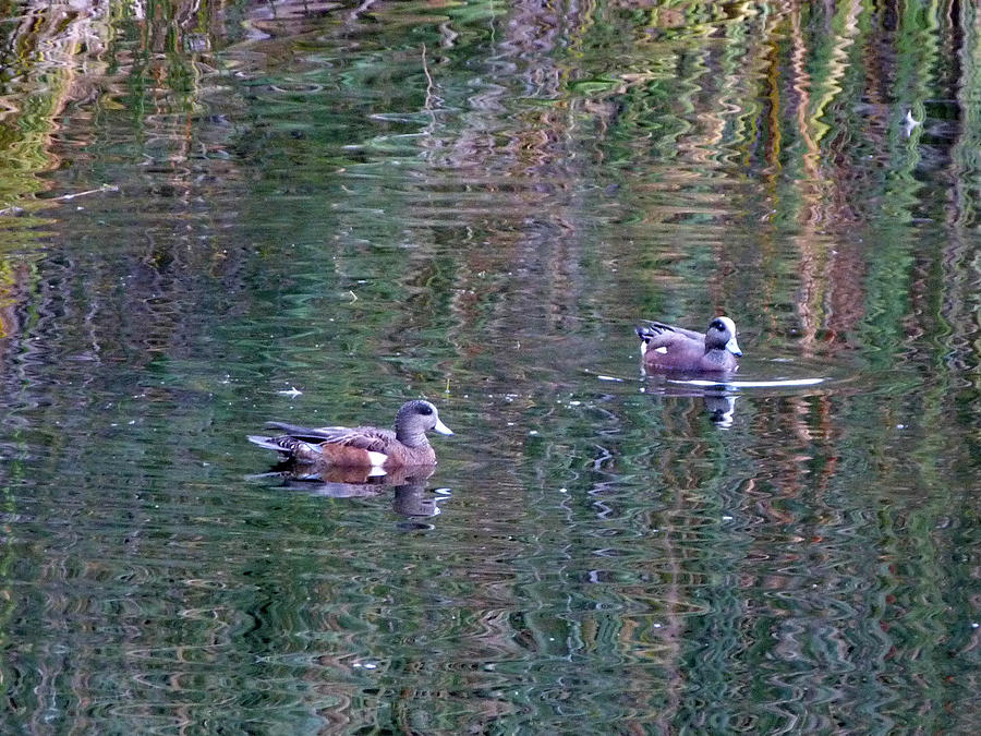 American Wigeons and Moire Patterns in Water Photograph by Andrea ...