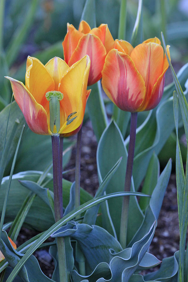Two And A Half Tulips Photograph by James Steele