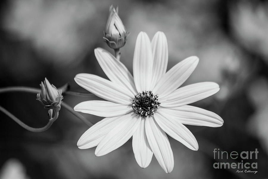 Two and One B W Black Eyed Susan Flower Art Photograph by Reid Callaway