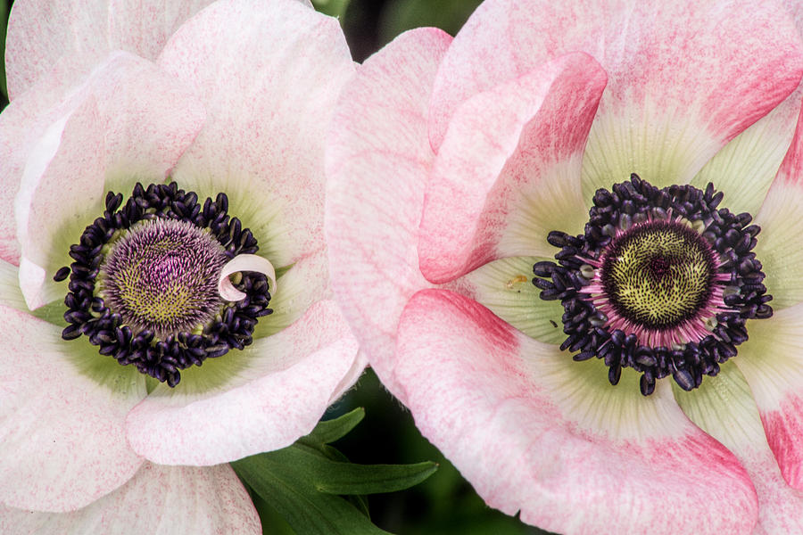 Two Anemones Photograph by Don Johnson