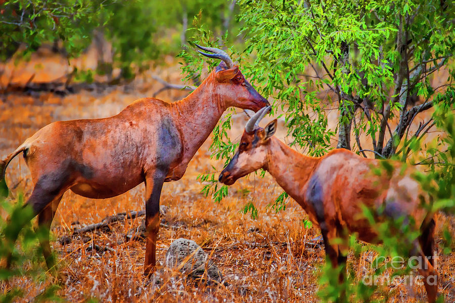 Two Antelope Photograph by Rick Bragan
