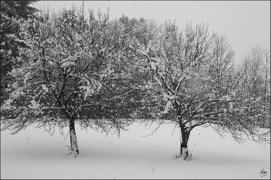 Two Apples in February Snowstorm Photograph by Wayne King