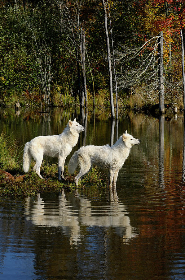 Wolves looking over the edge of a waterfall on the Kettle River Photograph  by Reimar Gaertner - Fine Art America