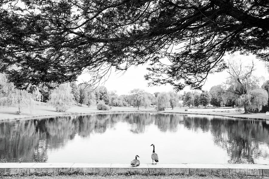 Two At The Pond Photograph by Karol Livote