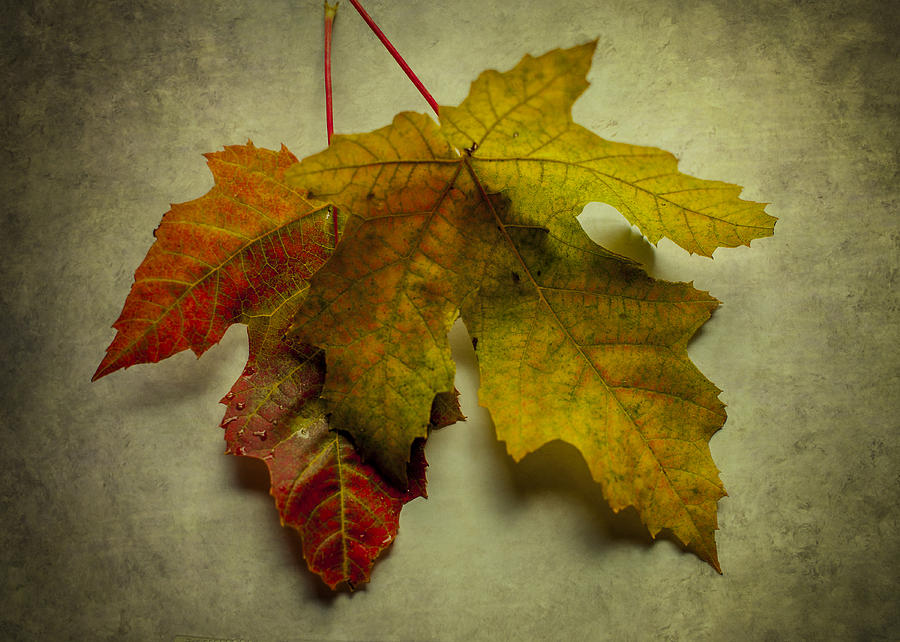 Two Autumn Leaves Photograph by Terry DeLuco