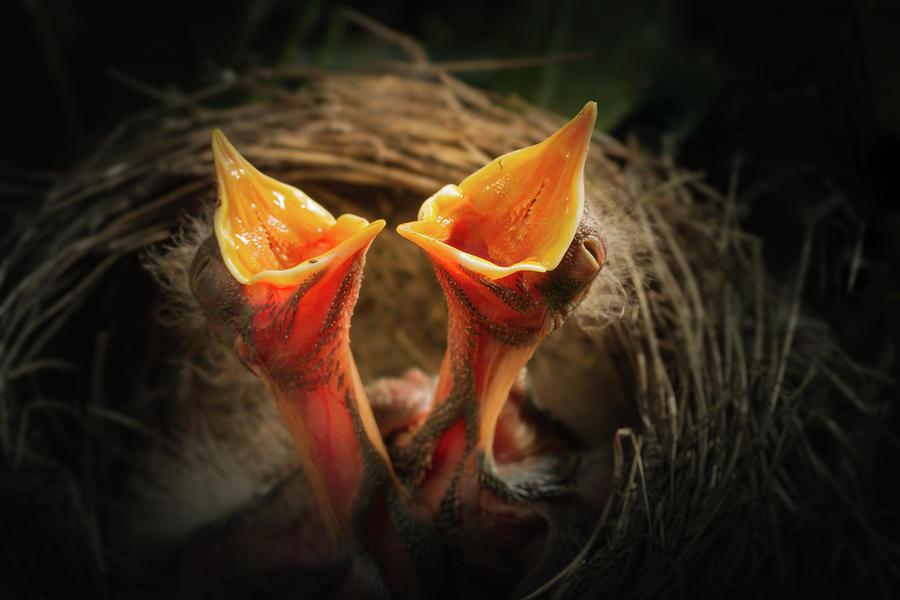 Two Baby Birds Photograph