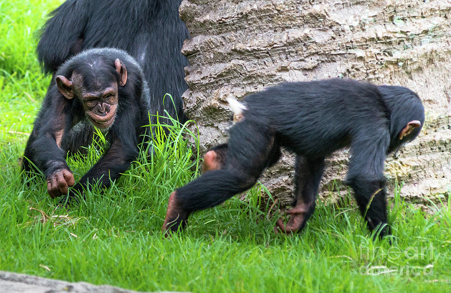 Two baby Chimpanzees playing Photograph by Andrew Michael
