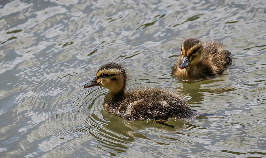 Two Baby Ducks Photograph by Ray Congrove