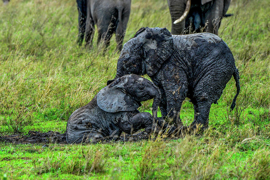 Two Baby Elephants Playing in the Mud Photograph by Marilyn Burton