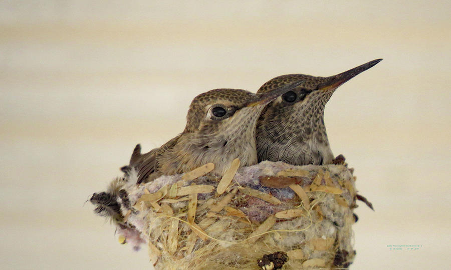 TWO  BABY  HUMMINGBIRDS ALMOST GROWN UP three Photograph by Carl Deaville