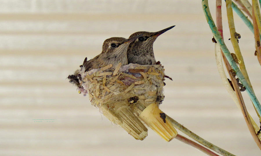 TWO  BABY  HUMMINGBIRDS ALMOST GROWN UP two Photograph by Carl Deaville