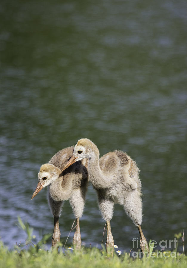 Two Baby Sandhill Cranes Photograph by Jeannette Hunt