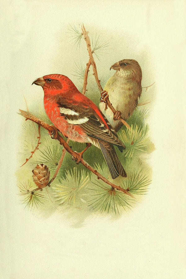 Two Barred Crossbill by Thorburn Mixed Media by Movie Poster Prints