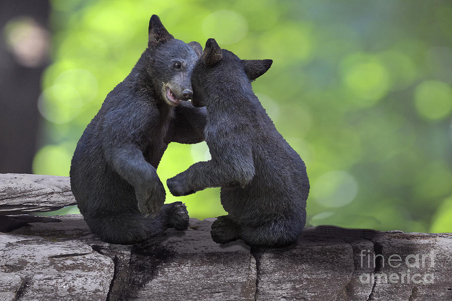 Two bear cubs wrestling on a rock   Photograph by Dan Friend