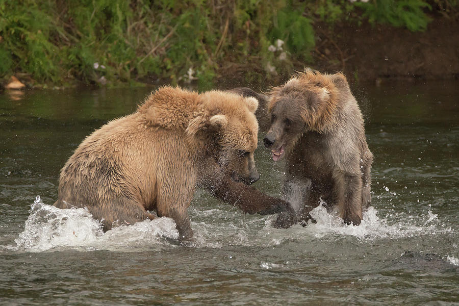 Two bears fighting each other in river Photograph by Ndp