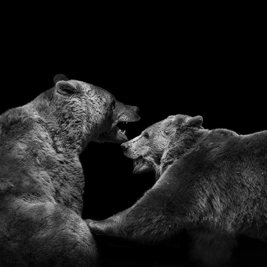 Animal Photograph - Two Bears in black and white by Lukas Holas