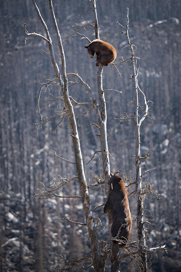 Two Bears Up a Tree Photograph by Bill Cubitt