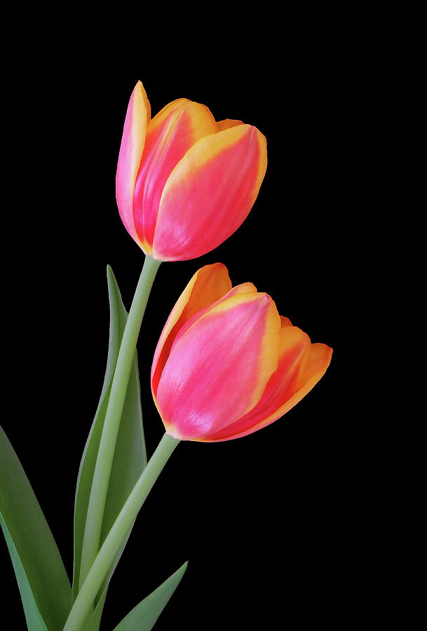 Tulip Photograph - Two Beauties by Johanna Hurmerinta