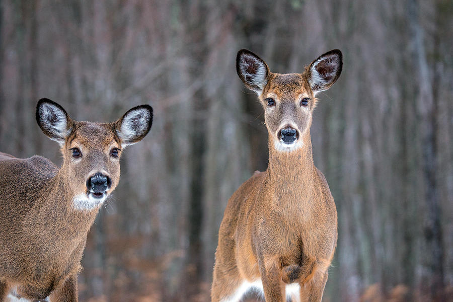 Deer Photograph - Two Beauties by Karol Livote