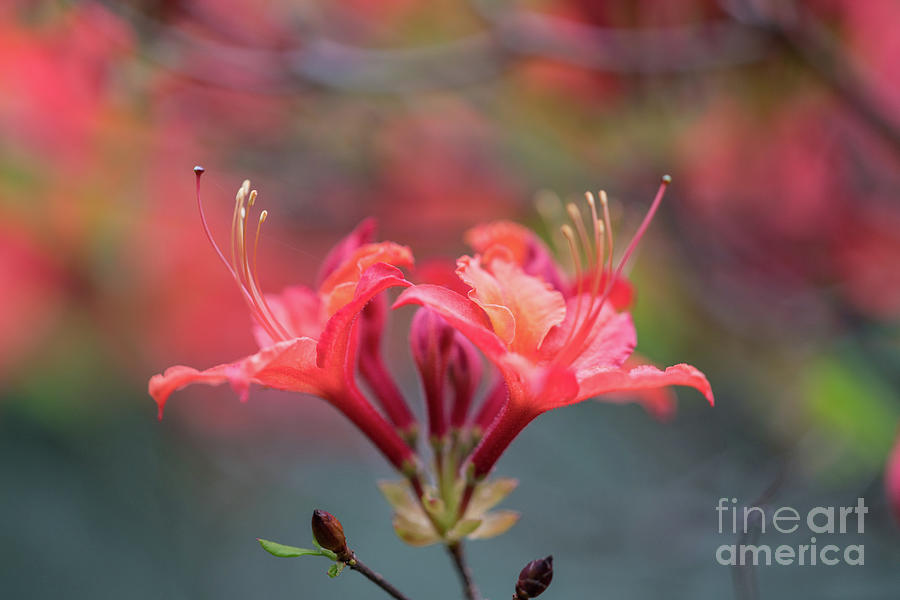 Two Beautiful Azalea Blooms Photograph by Mike Reid