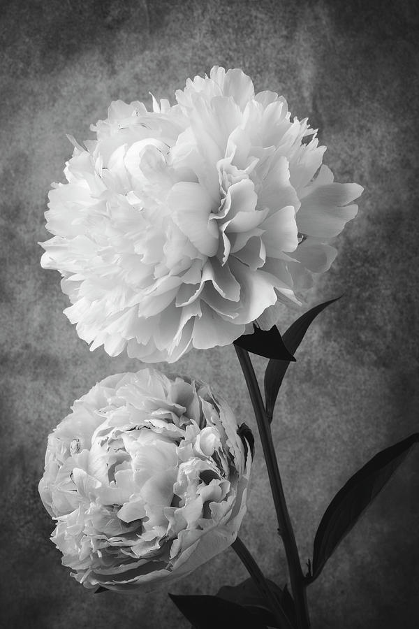 8,195 Dark Peony Stock Photos Free Royalty-Free Stock Photos From  Dreamstime