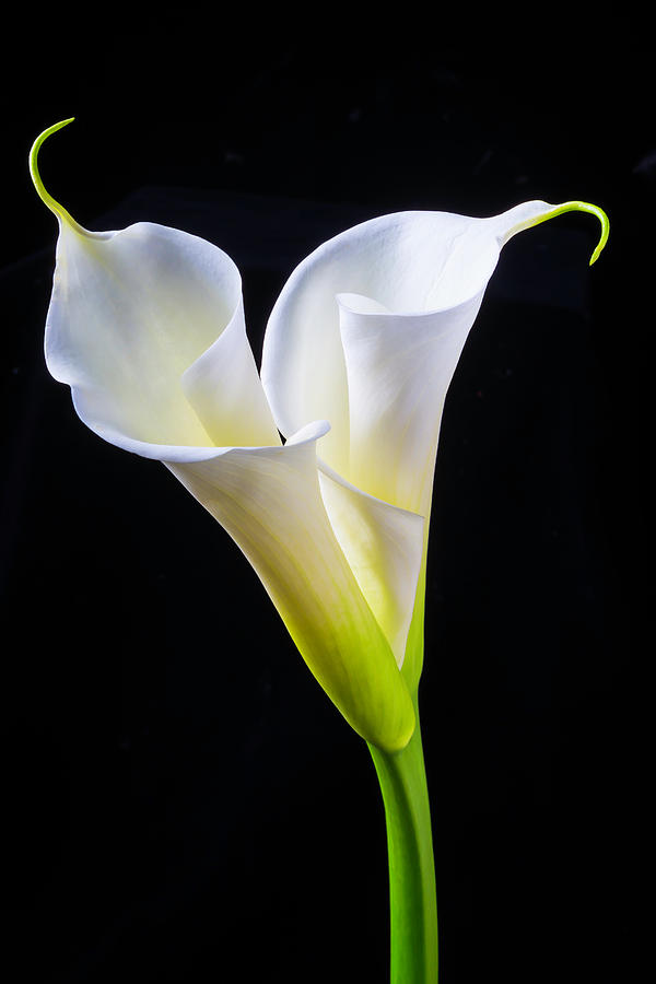 Beautiful Calla Lilies | Hot Sex Picture