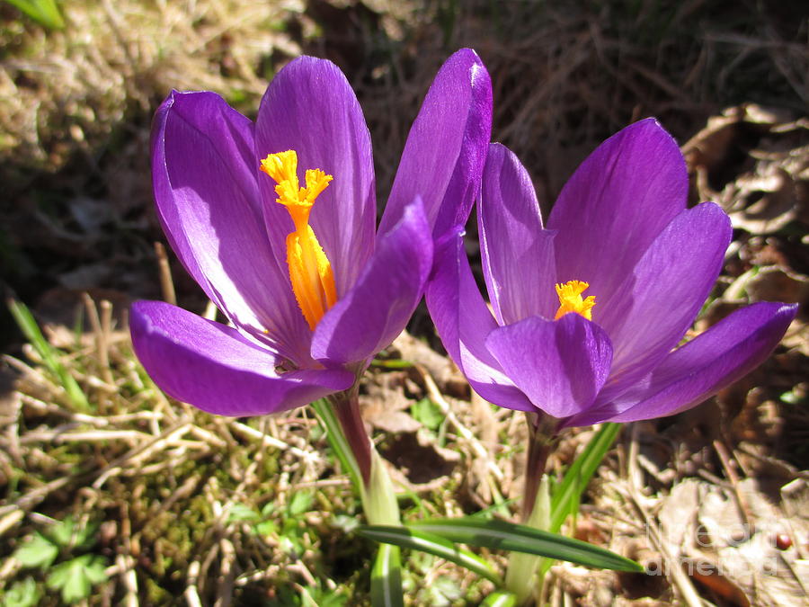 Two Beautiful Crocuses Photograph by Martin Howard