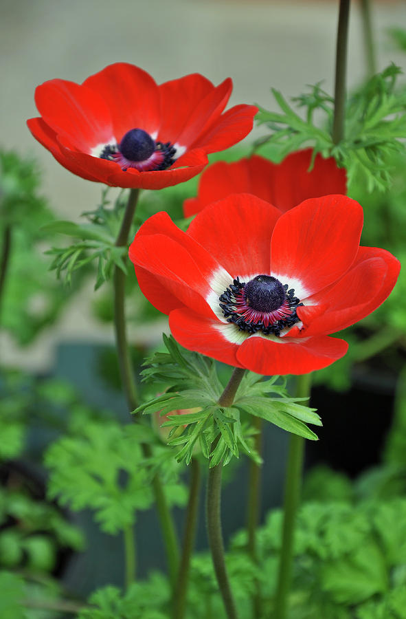 Two beautiful red poppies by Ingrid Perlstrom