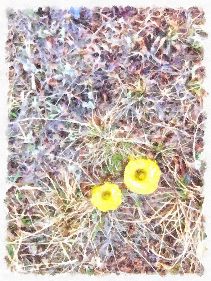 Two beautiful yellow flowers Photograph by Ashish Agarwal