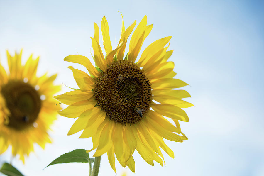 Two Bees Enjoying a Sunflower Photograph by Anthony Doudt