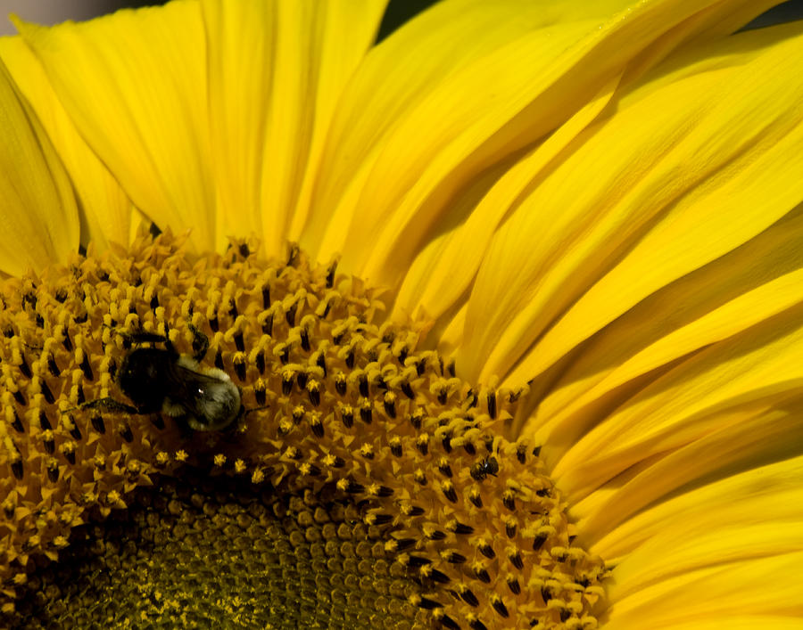 Bee Photograph - Two bees or not two bees by Mark Wiley Bee Photograph - Two bees or not two bees by Mark Wiley